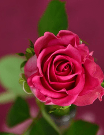 Donna C (Charlette) Hale Obituary