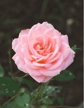 Jean (Plank) Stinehour Obituary